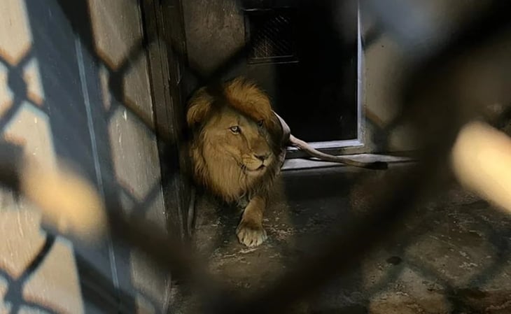 Primeros felinos rescatados llegan al Zoológico de Chapultepec