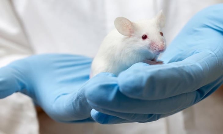 ¿El fin de la extinción? Logran clonar ratones con células de piel secas