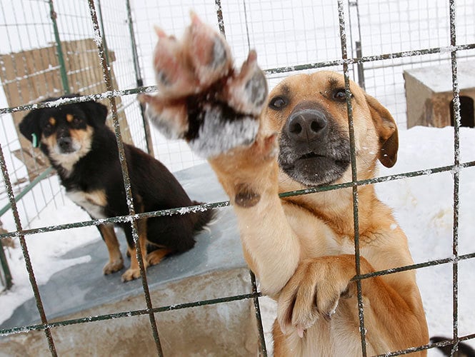 Envenenan a 14 perros en refugio de animales en Sinaloa