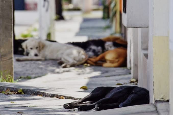 Proliferación canina sigue incrementando en Piedras Negras
