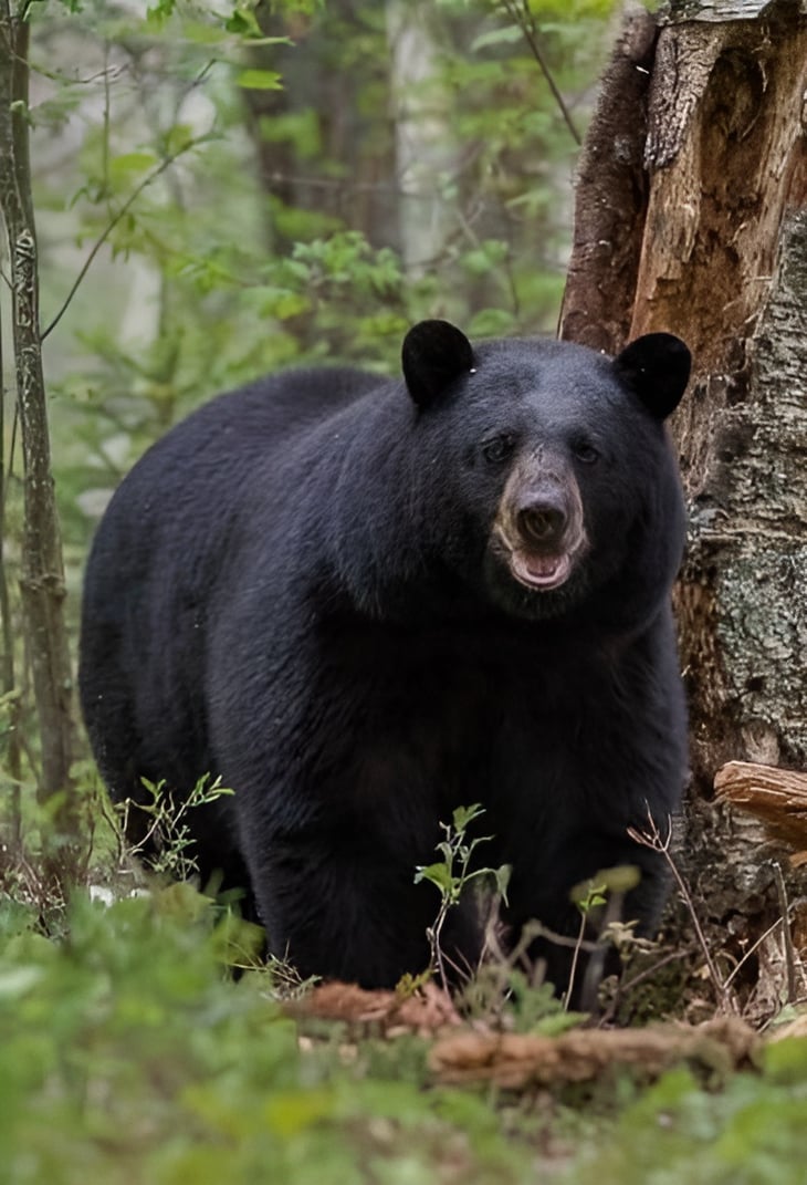 Ciénegas  ofrece taller ambiental para tratar la fauna y el oso negro