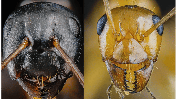 Muestran aterradoras fotos profesionales de hormigas