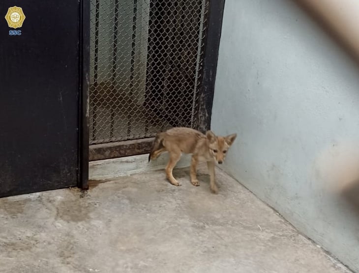 Rescatan a cría de coyote que deambulaba en calles de CDMX