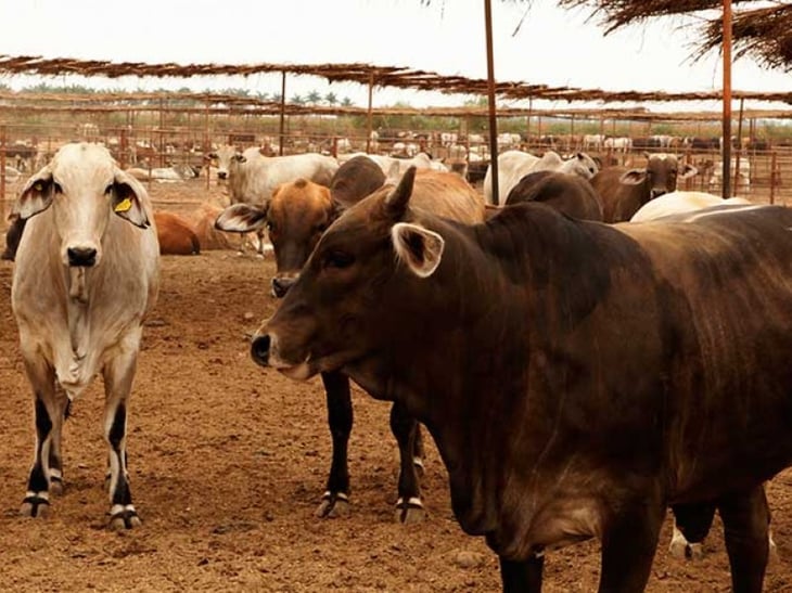 CFPP asegura que hatos ganaderos de PN son libres de enfermedades