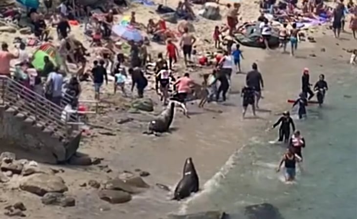 Lobos marinos atacan a bañista en una playa de San Diego
