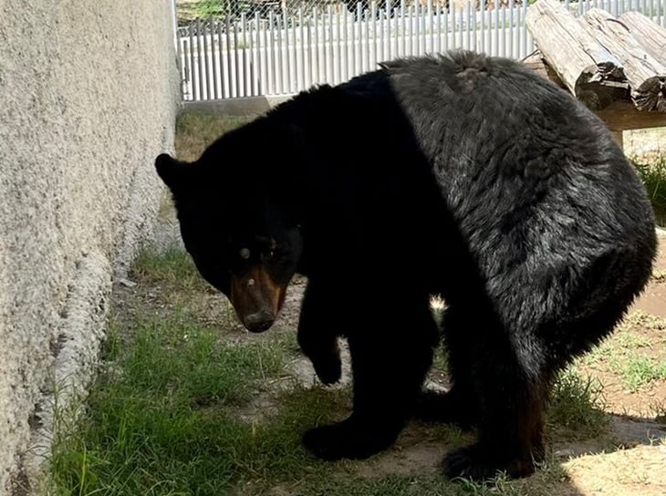 Zoológico de Monclova tiene sobrepoblación de osos