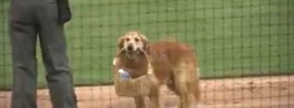 Conoce a 'Capi', el perrito que trabaja como aguador en el beisbol de EU