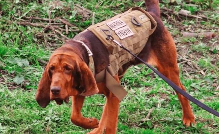 Gobierno de México dice que perro ayudó a la captura del capo Caro Quintero