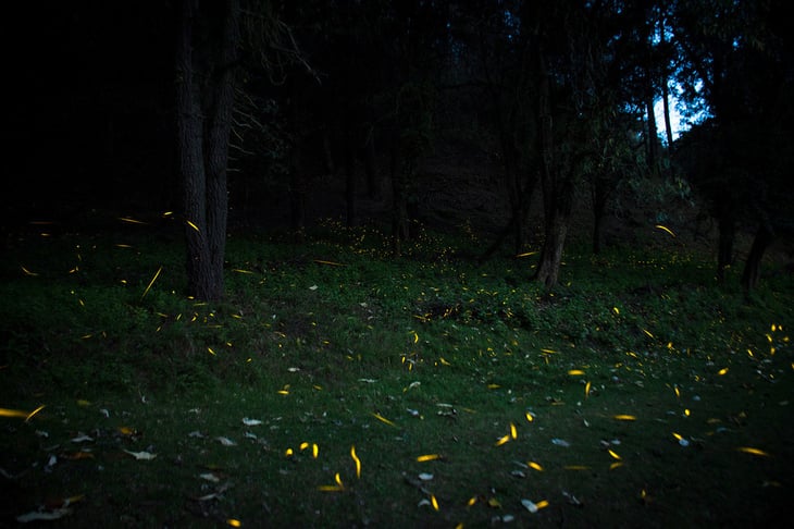 En 6 años, población de luciérnagas aumentó en bosques del Edomex
