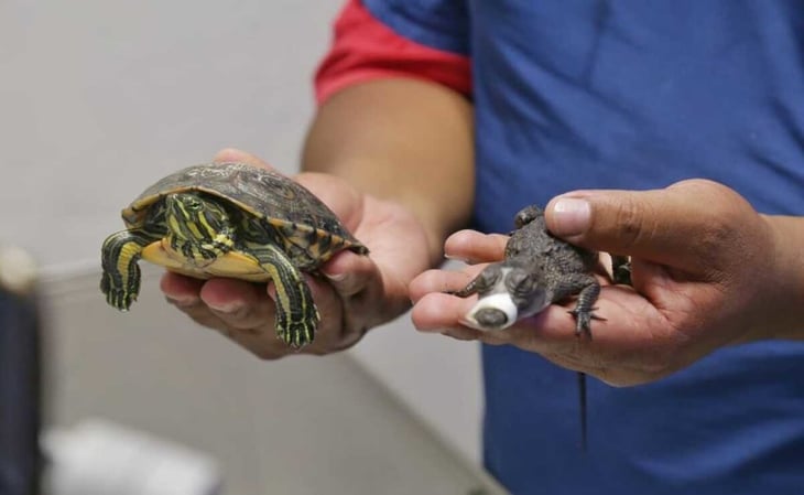 Rescatan a tortuga pavorreal y cría de caimán que iban a ser vendidos en tianguis de Ecatepec
