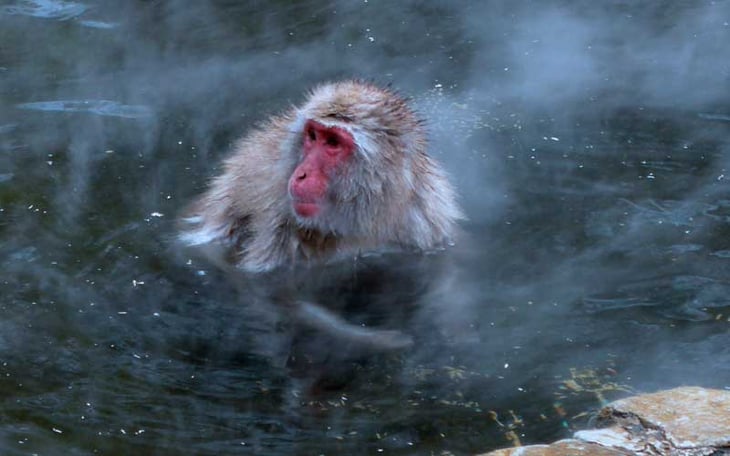 Un mono aterroriza en una pequeña ciudad de Japón atacando desde sus casas