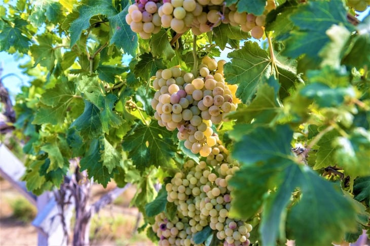 Cemex produce uvas para sus vecinos