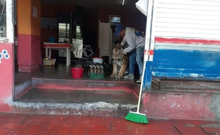 Tigre deambula en calles de Hidalgo y se mete a local de tacos