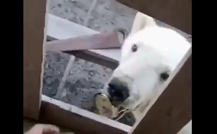 Oso polar busca ayuda con humanos para sacarse una lata atorada en su lengua