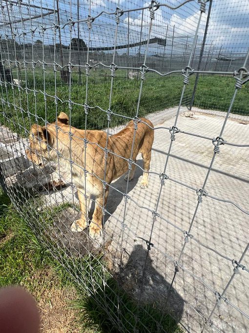 Llegan a Sinaloa 37 felinos rescatados de Black Jaguar – White Tiger
