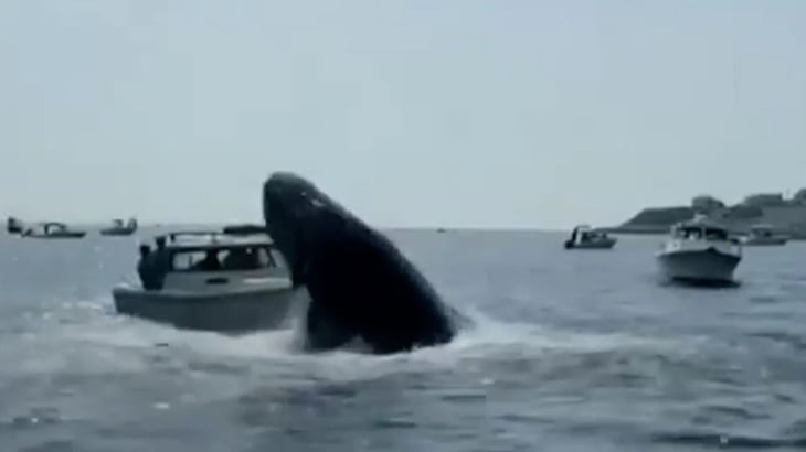 Captan en video salto y caída de una ballena jorobada en un bote en EU