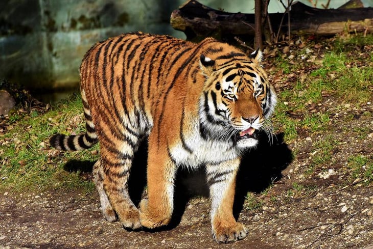 El Día del Tigre se celebra desde hace 12 años