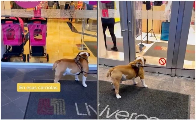 Niegan la entrada a perrito bulldog en tienda departamental