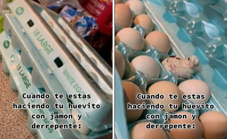 Viral: una joven abre una caja de huevo y encuentra un pollito vivo