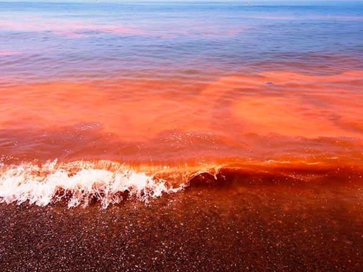 Marea roja provoca recale de pulpo y peces en Telchac, Yucatán