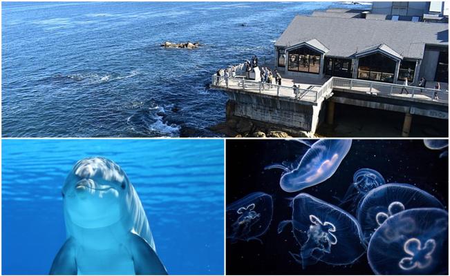 No te puedes perder las nuevas atracciones de California: Exhibiciones, museos y vida marina