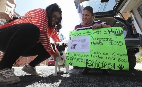 Con venta de trufas y galletas, buscan pagar quimioterapias de Mailo, perrito con un tumor