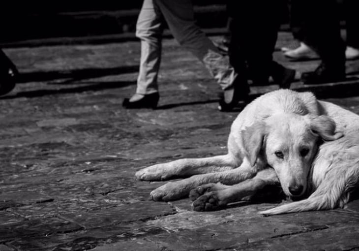 México, primer lugar en AL con más perros callejeros