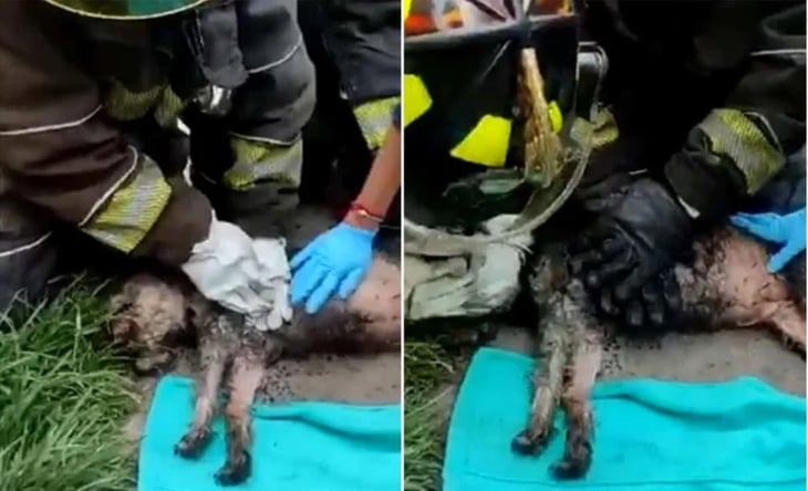 VIDEO: Bomberos reaniman a perro intoxicado tras incendio en Iztapalapa