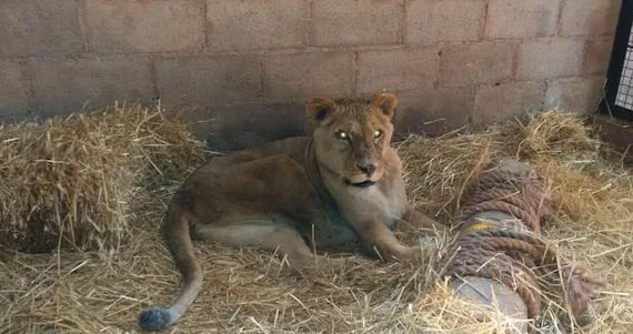 Bioparque Hidalgo recibe 2 leones rescatados de 'santurario' de CDMX