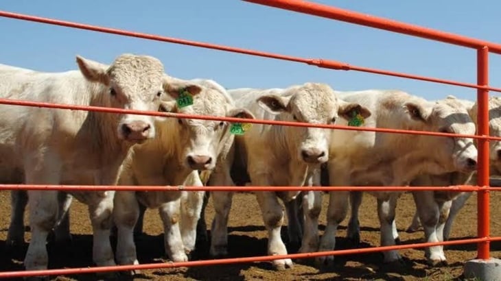 Coahuila no ha cambiado el estatus de exportación de su ganado