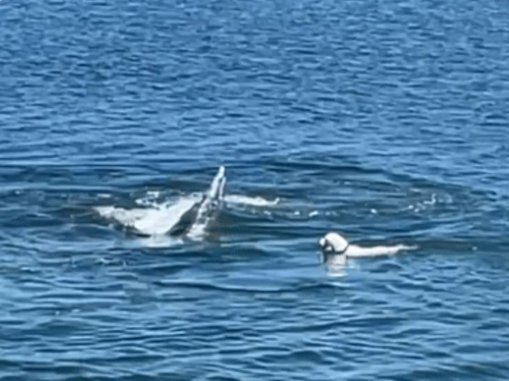 Perrito ignora a sus dueños y se va a nadar junto a ballena gris
