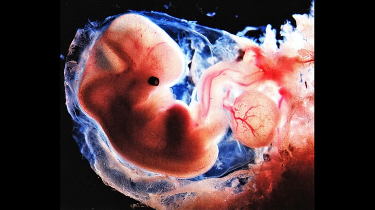 Primer “embrión sintético” del mundo causa controversia