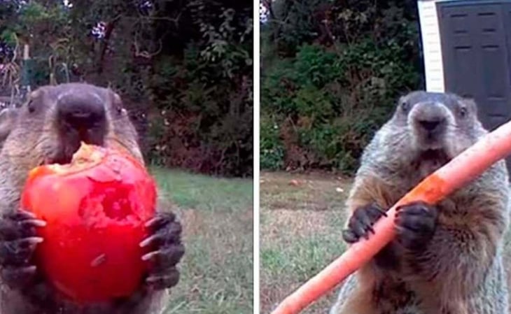Video: Marmota roba cosecha y se la come frente a la cámara de seguridad