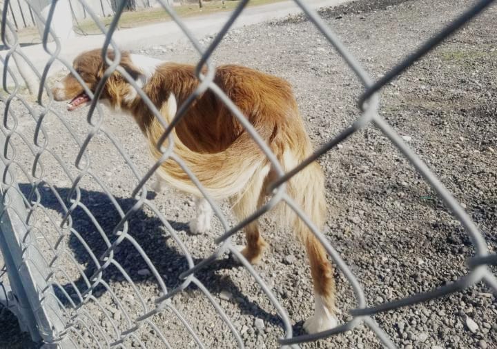 El Centro de Control Canino registra cuatro adopciones por semana en sus instalaciones