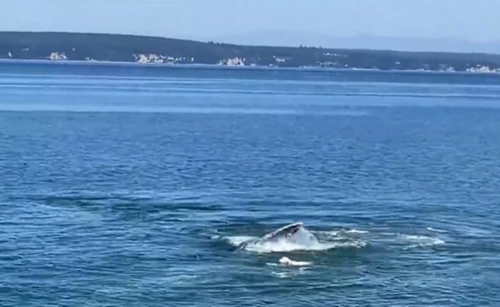 Captan en video a perrito nadar con una ballena y se hace viral