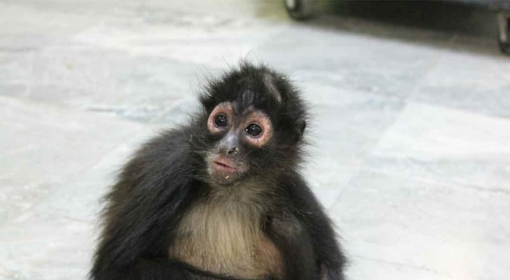 Rescatan a mono araña que se metió a una casa en Ecatepec 