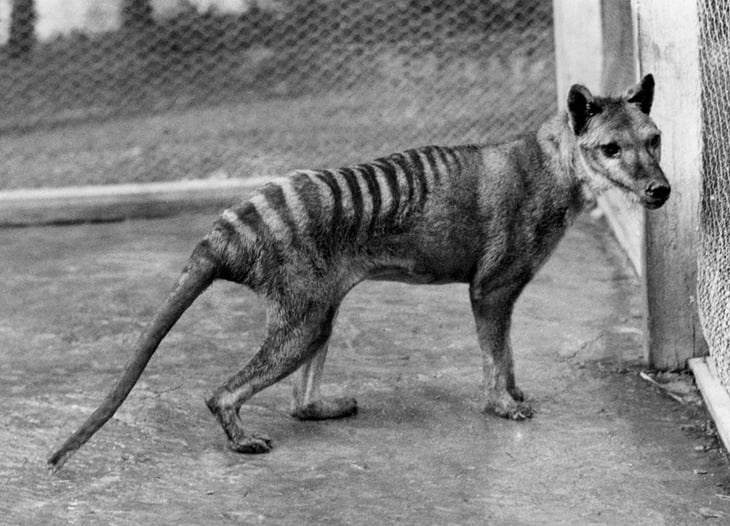 Científicos buscan 'resucitar' al extinto tigre de Tasmania, ¿Cómo sería posible?
