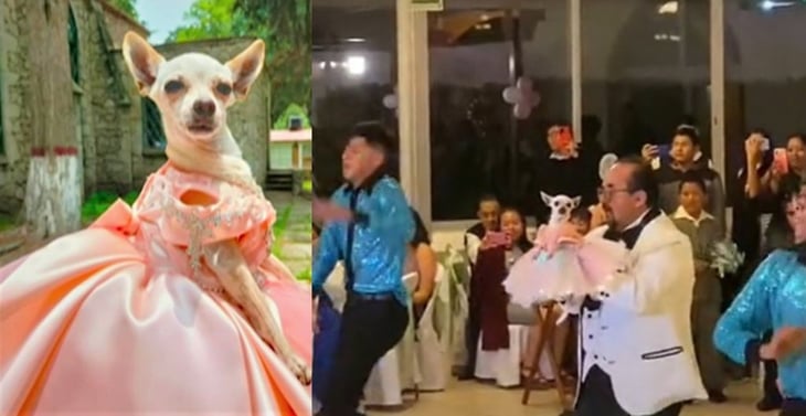Fiesta de XV años a perrita chihuahua se vuelve viral y conmueve a todos