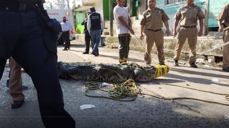 Muere hombre tras ser atacado por un Cocodrilo en Tampico 