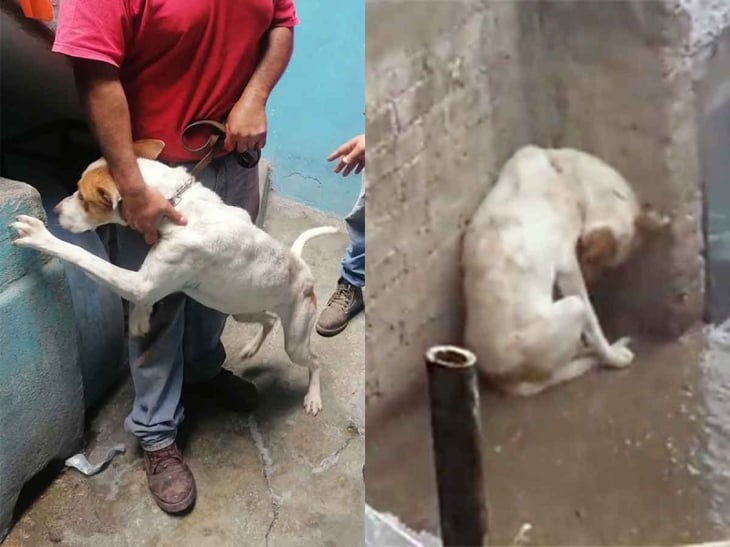Rescatan a Leo, perro abandonado en una azotea en la CDMX