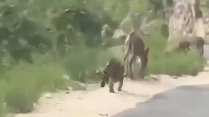 Video: Enorme felino caza a burro en carretera de Nuevo León