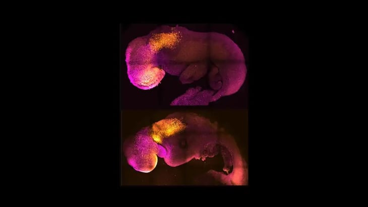 Reino Unido: investigadores crean un embrión de ratón sin necesidad de óvulos ni espermatozoides