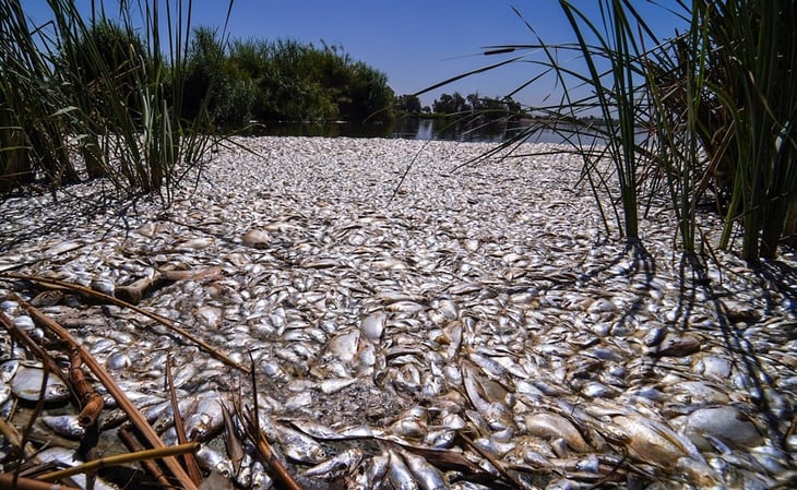'Vuelco térmico', la causa de la impresionante aparición de miles de peces muertos en laguna Xochimilco-México; ¿qué es?