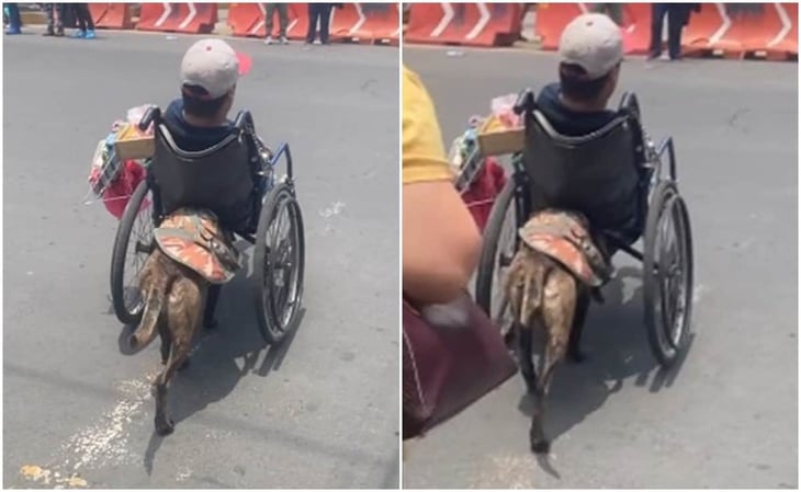 Perrito empuja la silla de ruedas de su dueño para cruzar la calle