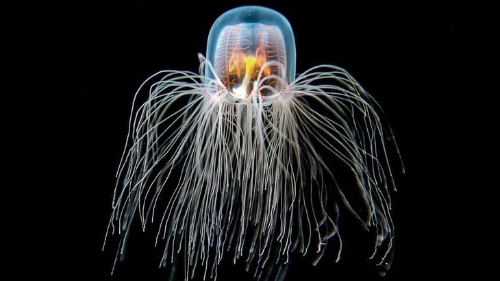 Científicos descubren los secretos de la inmortalidad mediante una medusa
