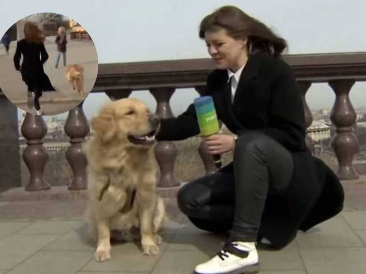 Perro 'periodista' roba micrófono en transmisión en vivo