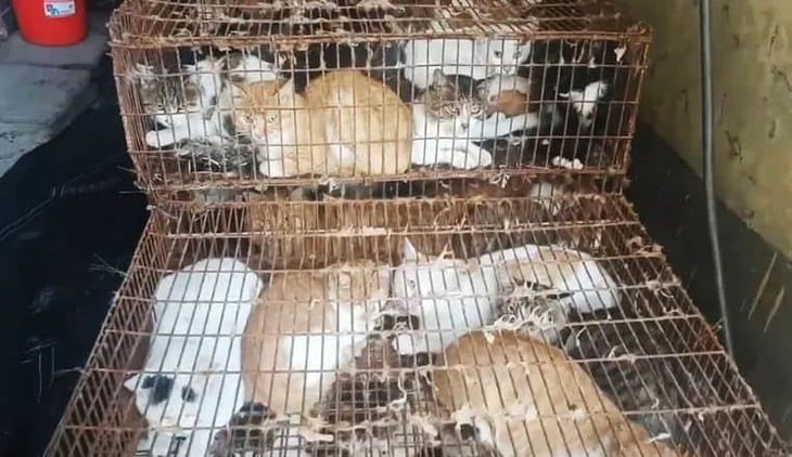 Rescatan a 150 gatos que iban a ser consumidos en China