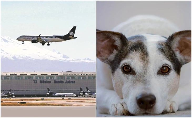 Aeropuerto capitalino suspendió operaciones casi una hora por ¡un perro en la pista!