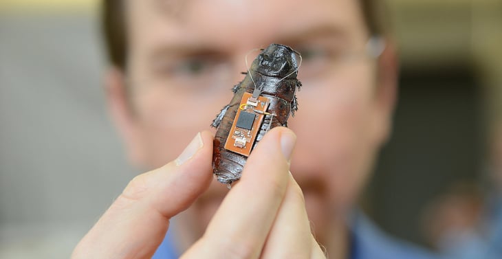 'Cucaracha Cíborg' es diseñada por científicos japoneses