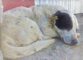 Malviviente mata a perrito en Saltillo